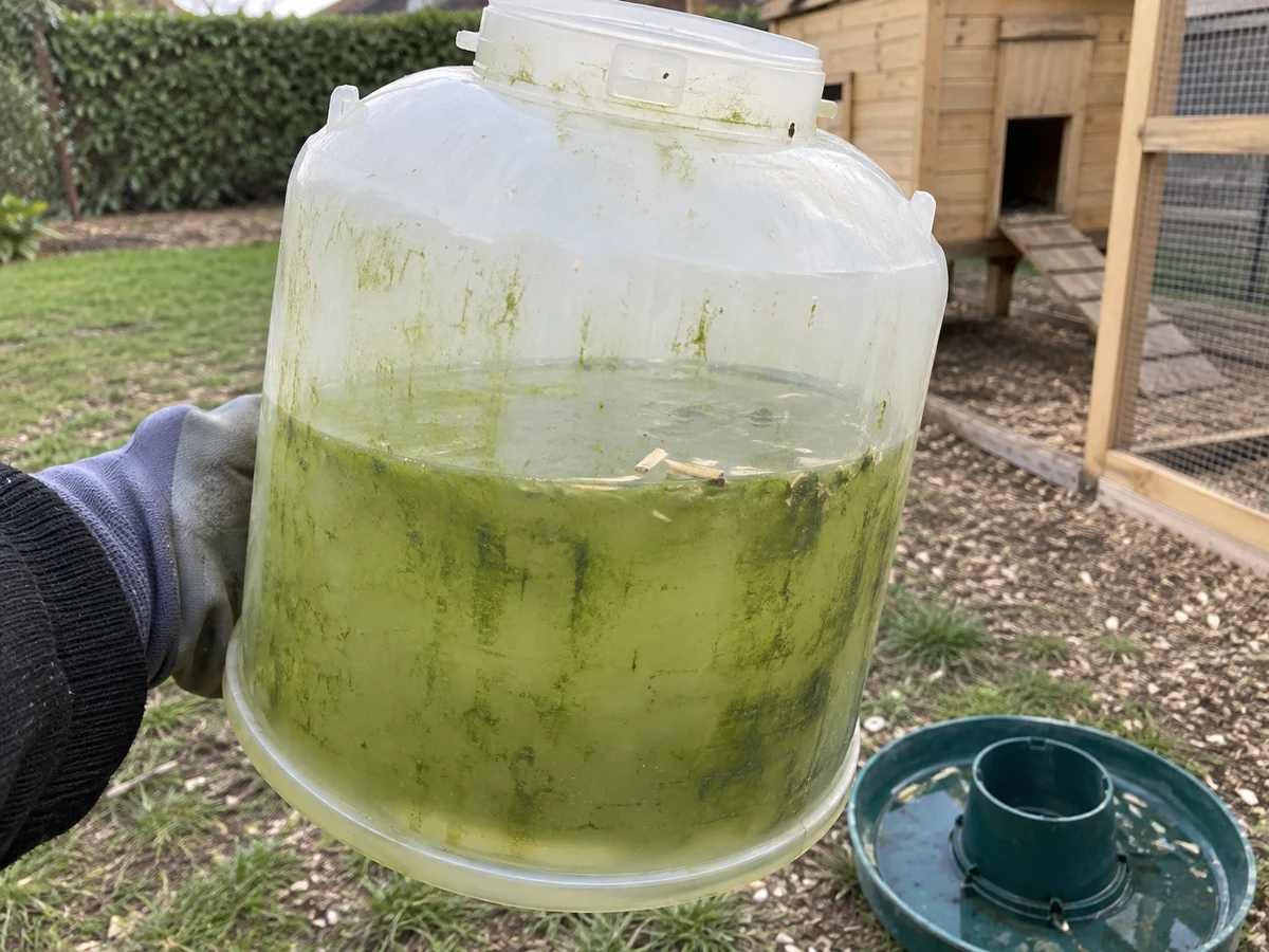 Eau qui verdit, réservoir vert et gluant : photo d’identification