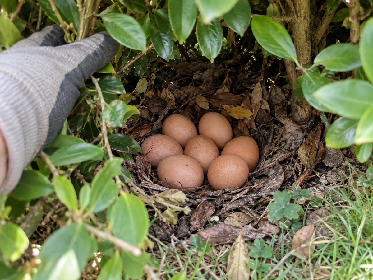 Des œufs cachés au pied de la haie : photo d’identification